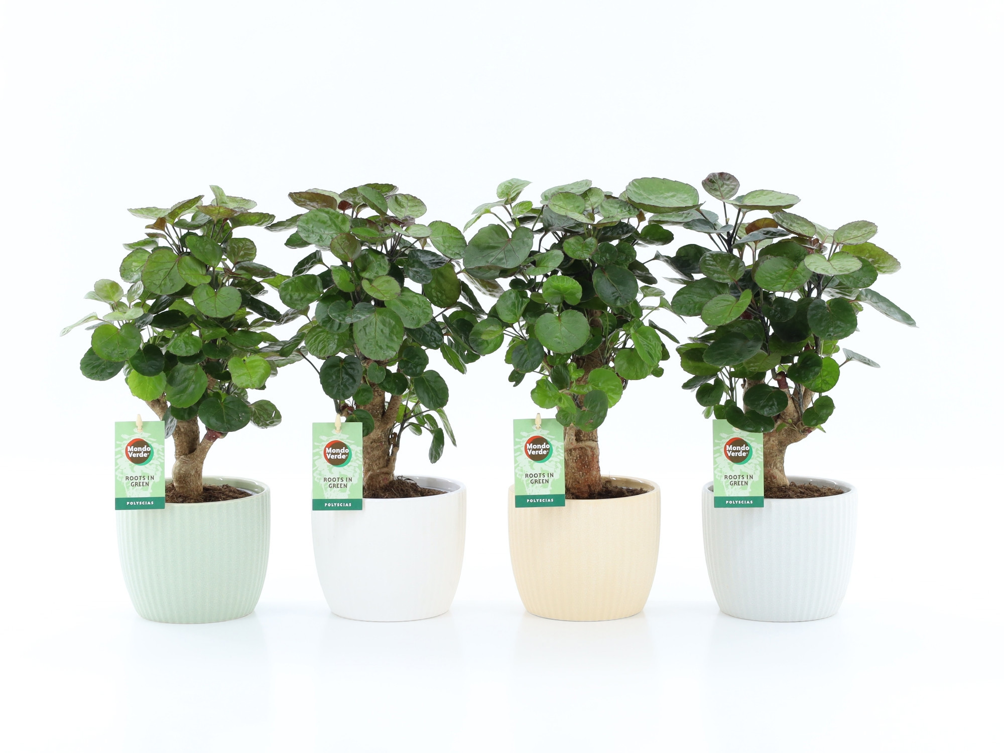 Polyscias Fabian in New Sandy Keramiek, D 13