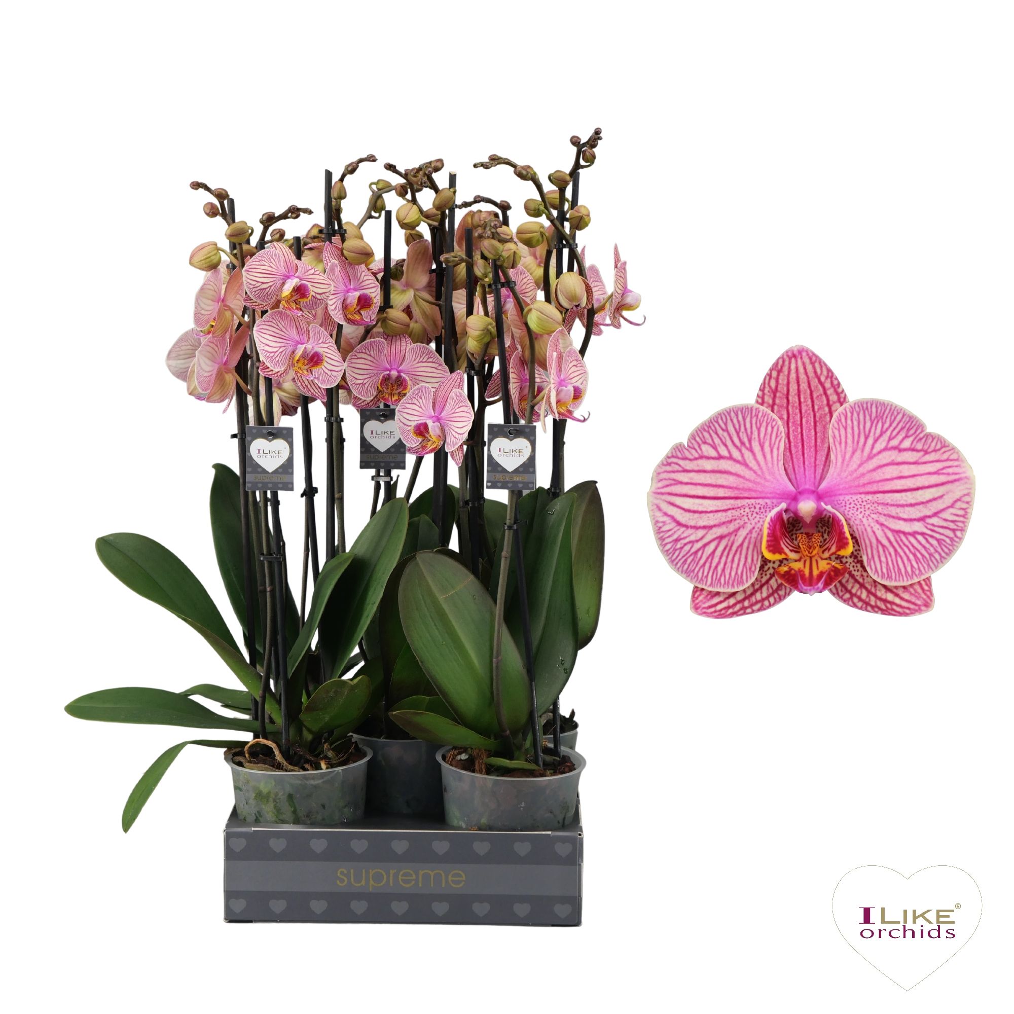 Phalaenopsis Jupiter - 3 tak 60cm, D 12