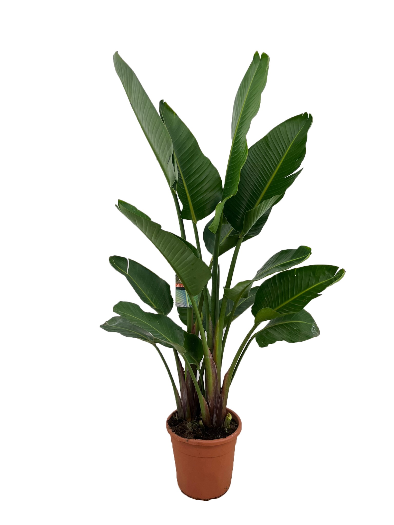 Strelitzia augusta, D 30