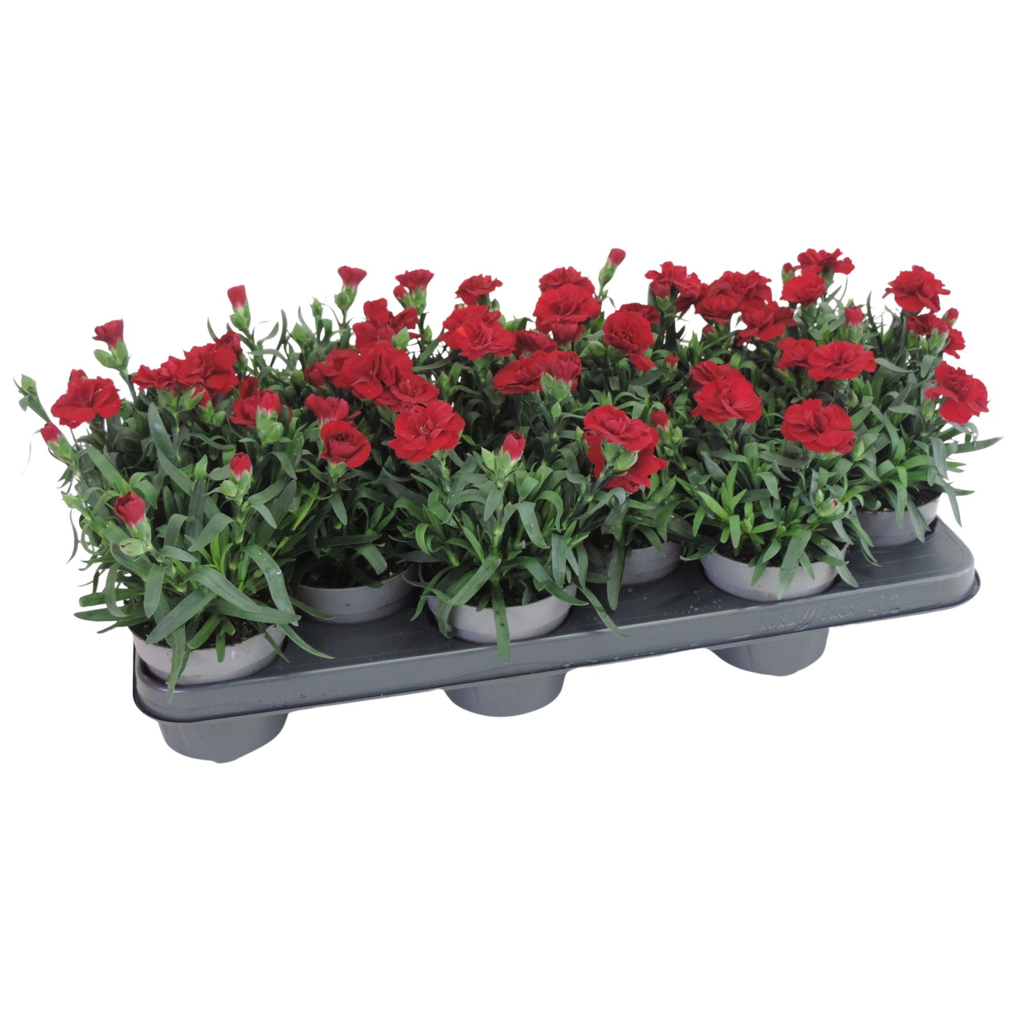 Dianthus Oscar Red 10.5 cm, D 10,5