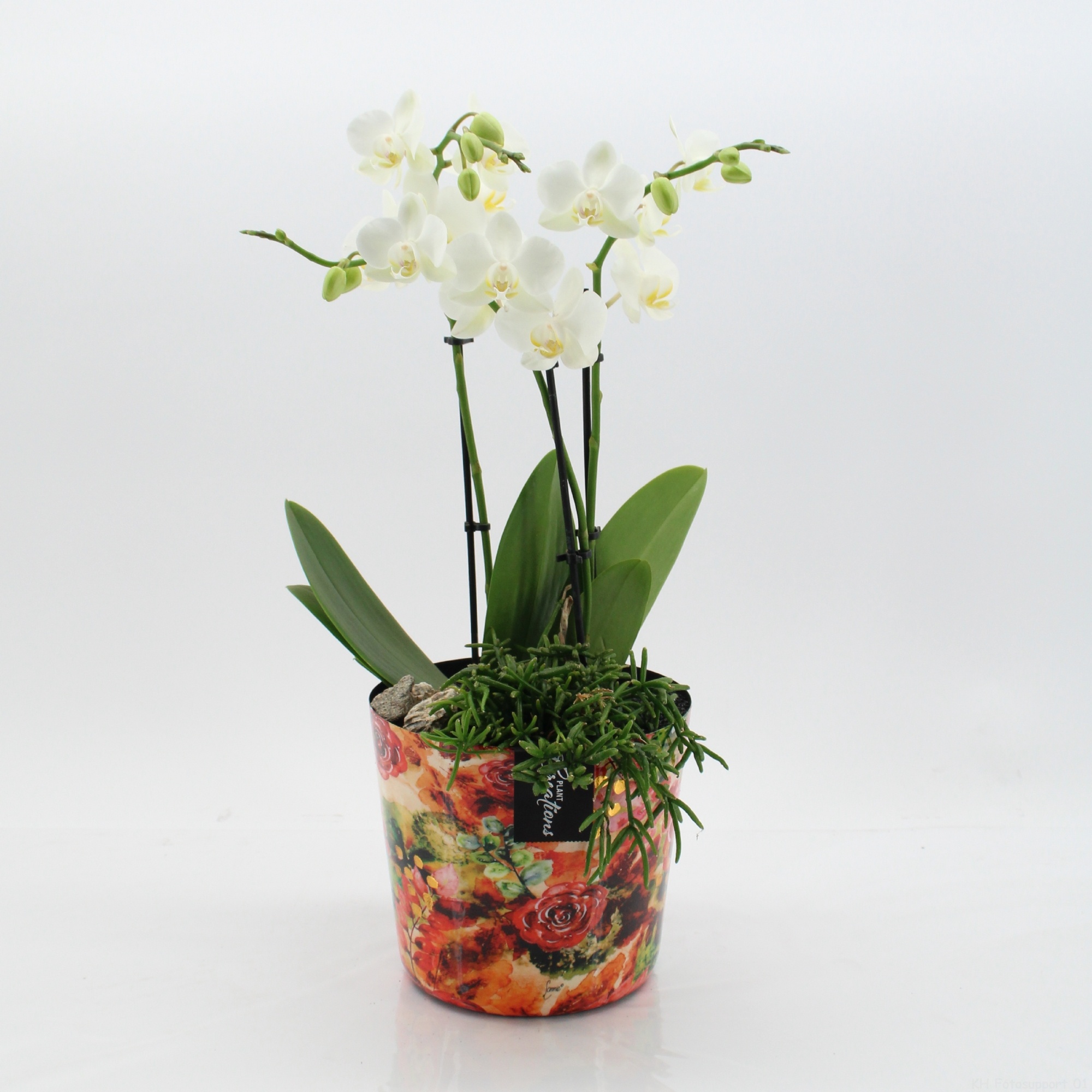 LICR-2619WLimited Edition Phalaenopsis, D 17