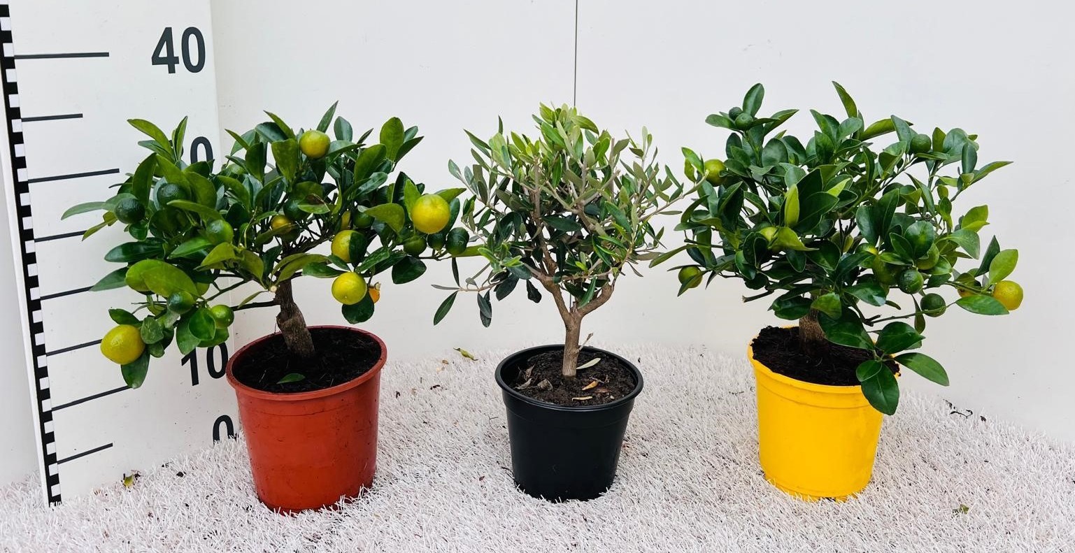 Algarve Mix Citrus & Olea medi-stem, D 14