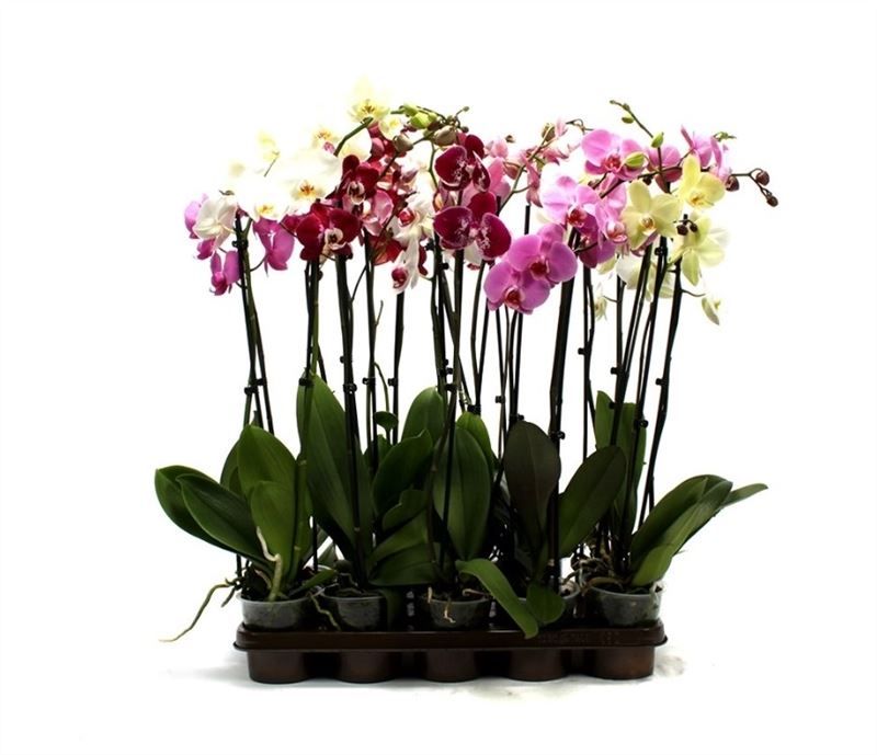 Phal mix 2T18+ ( 2 lg/dc ), D 12