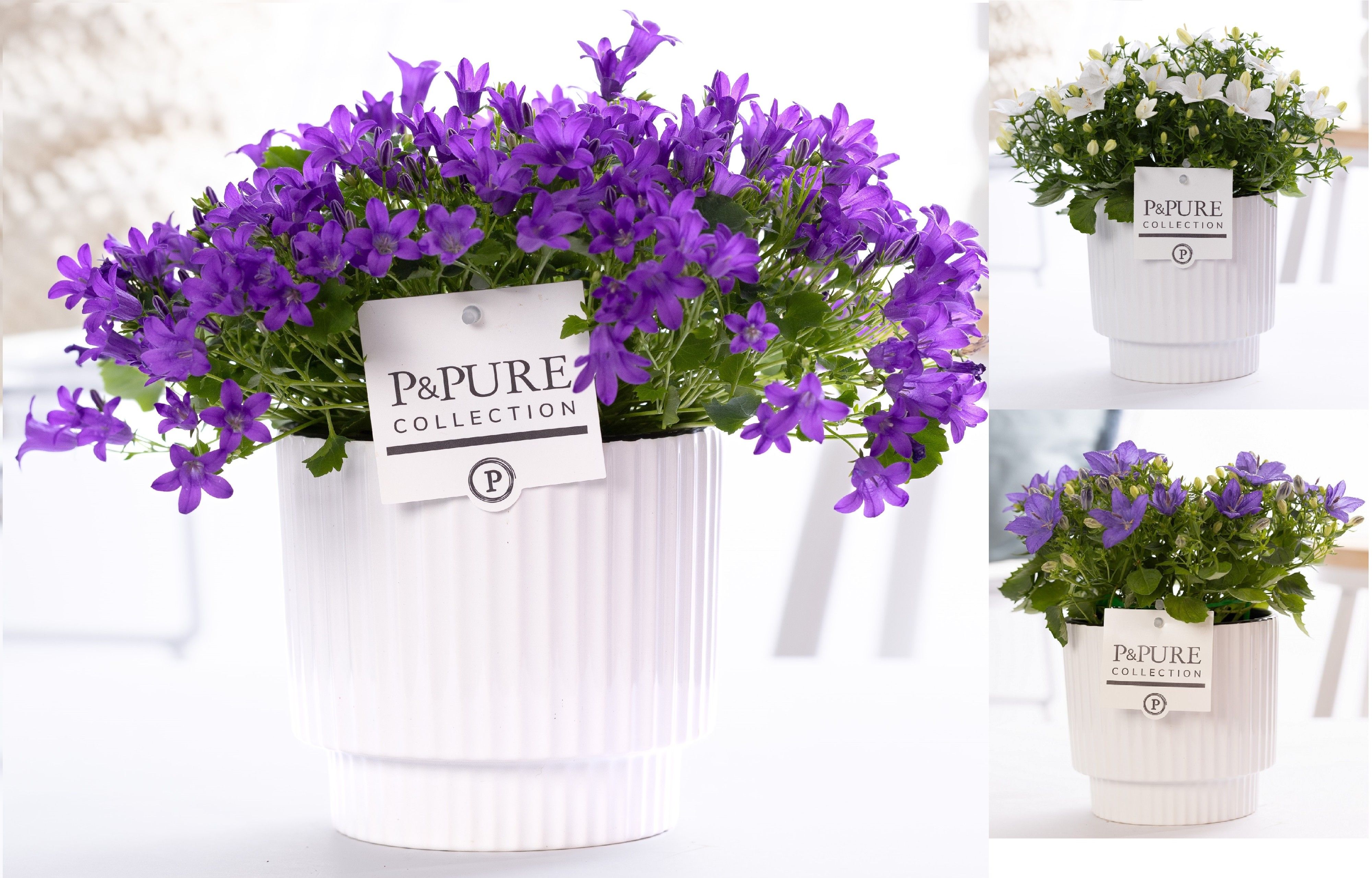 Campanula Mix Pure Ivy Ceramics, D 15