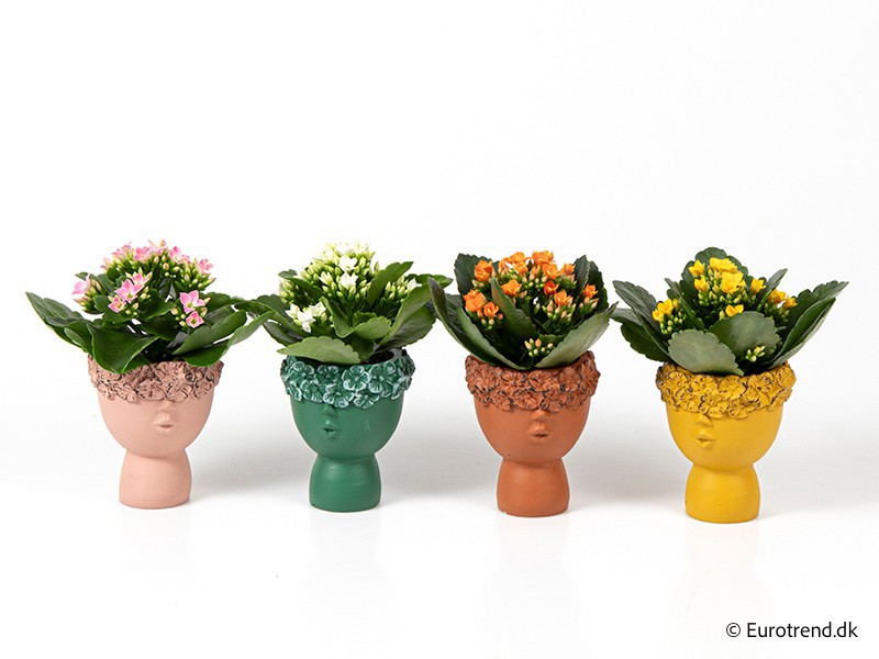 KALANCHOE IN CERAMIC E 4206, D 6