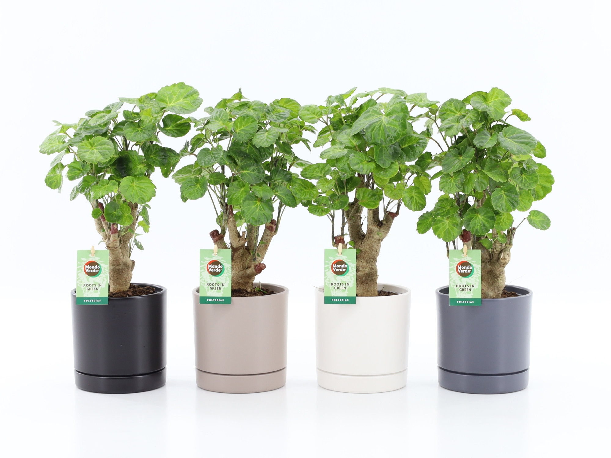 Polyscias Green Lemon in Hainan keramiek 4kleuren, D 13