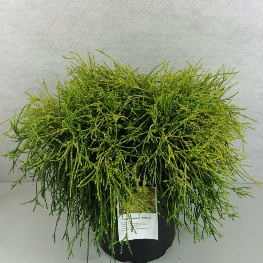 Chamaecyparis pisifera 'Sungold', D 29