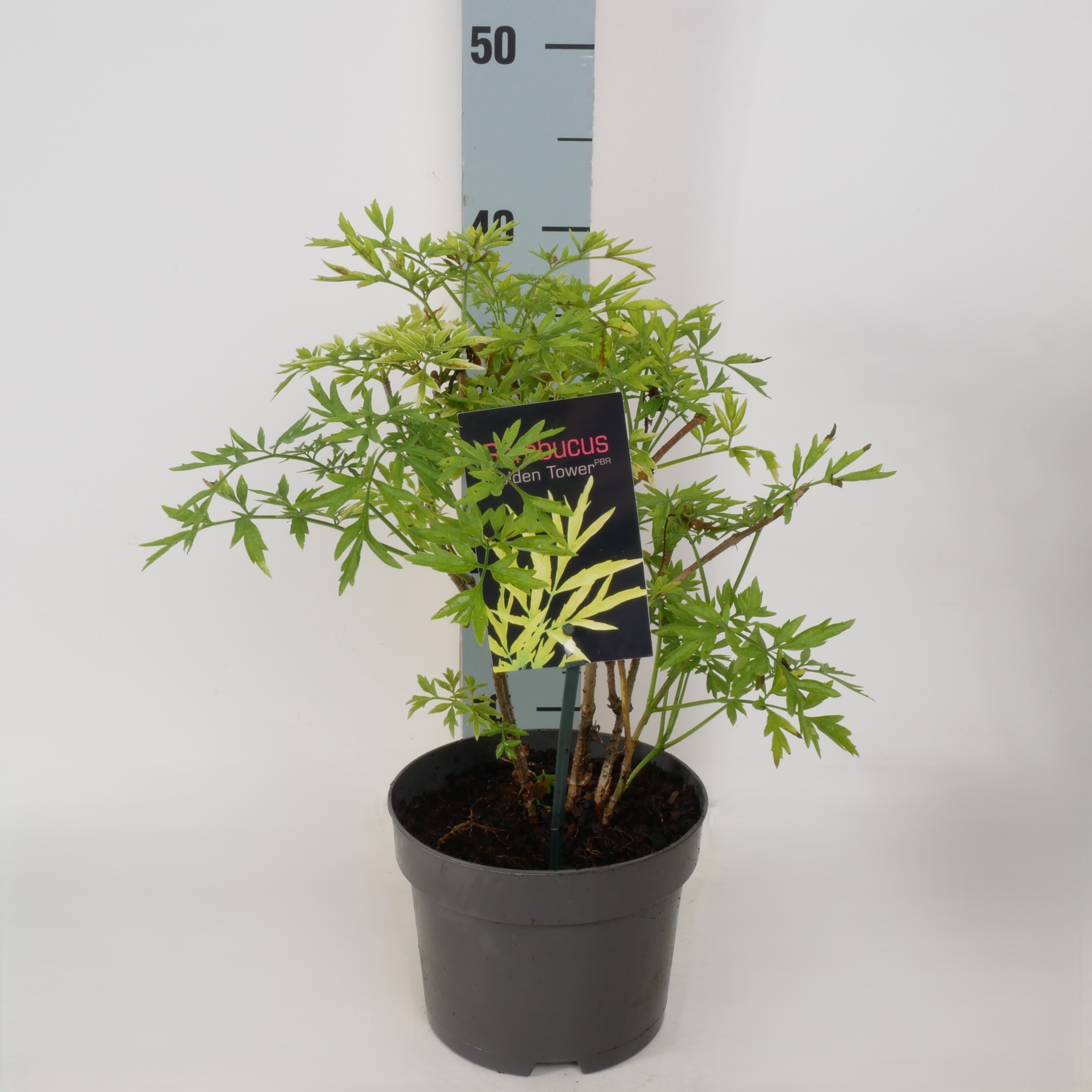 Sambucus nigra 'Golden Tower' P17, D 17