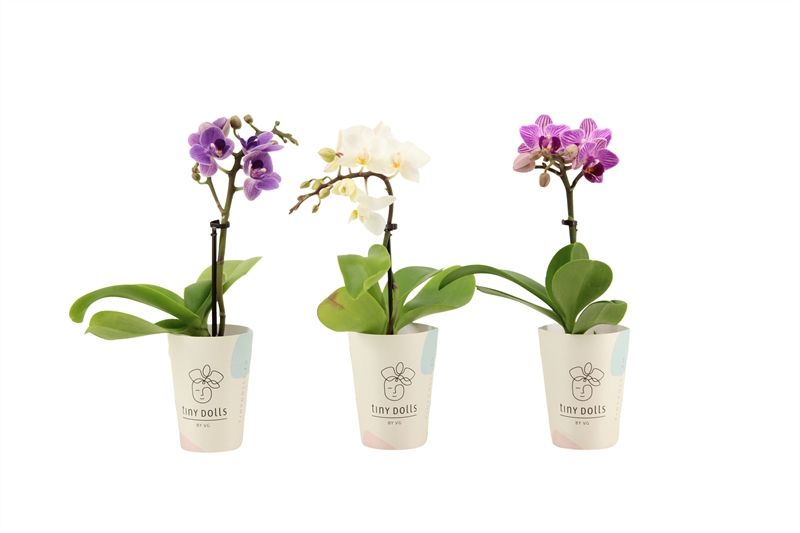 Potcover p06 Phal Tiny Dolls mix 1T07+ Aqu@, D 6