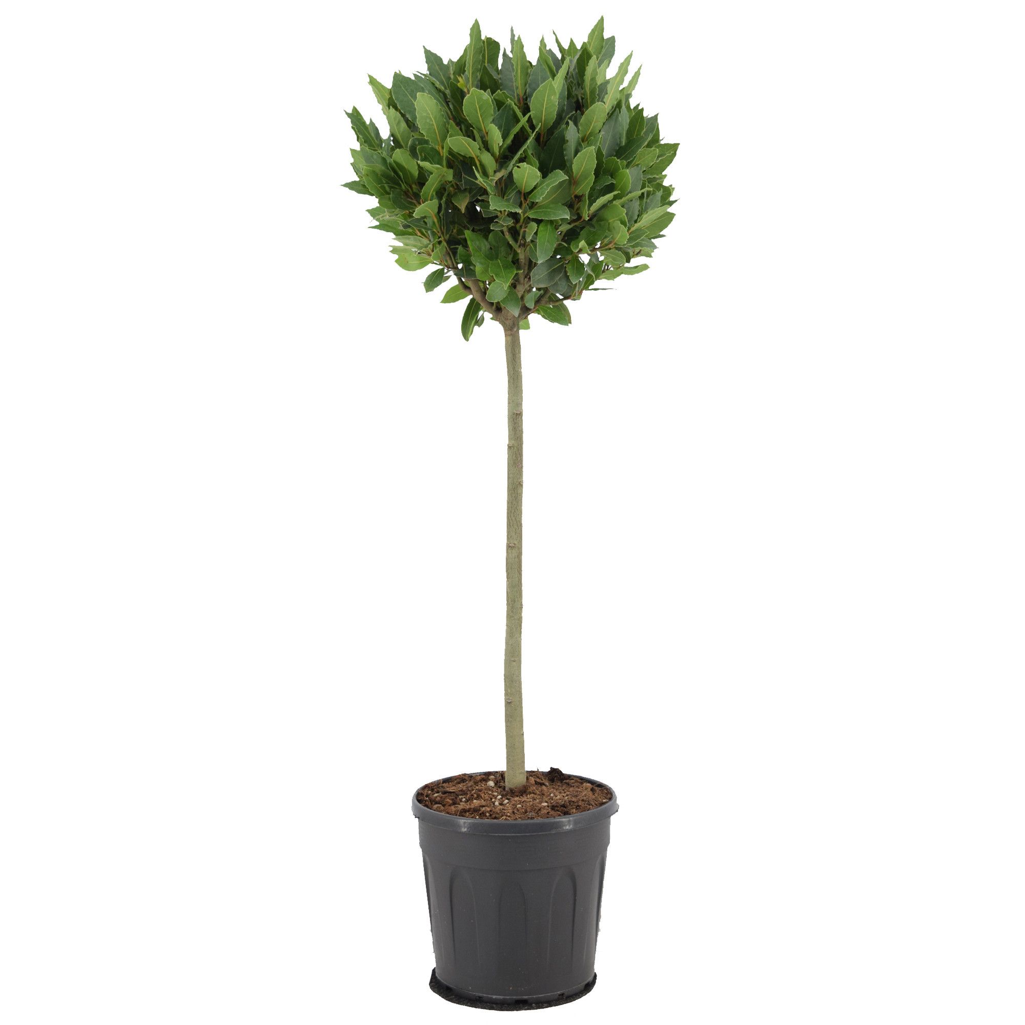 Laurus nobilis Bol op stam, D 25