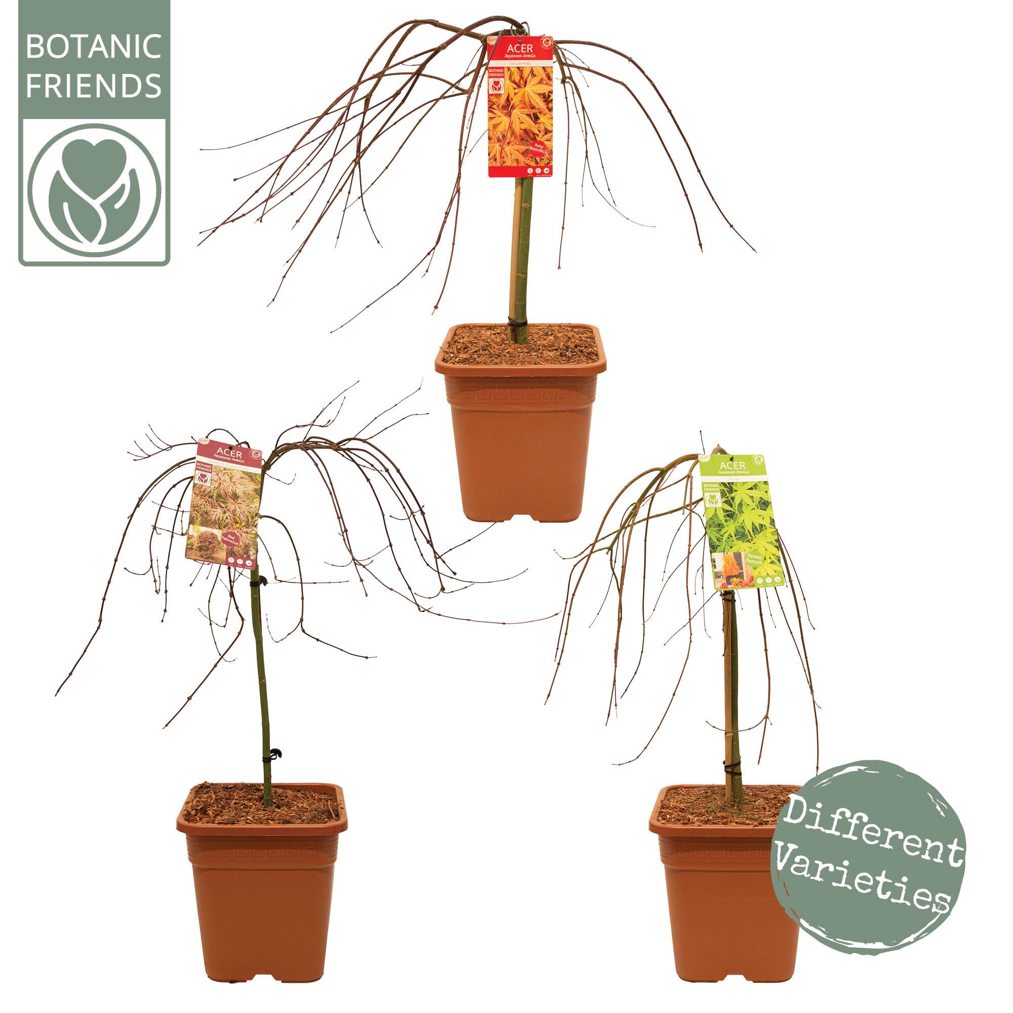 Acer palm. 'MIX' VK14 laagstam, D 28