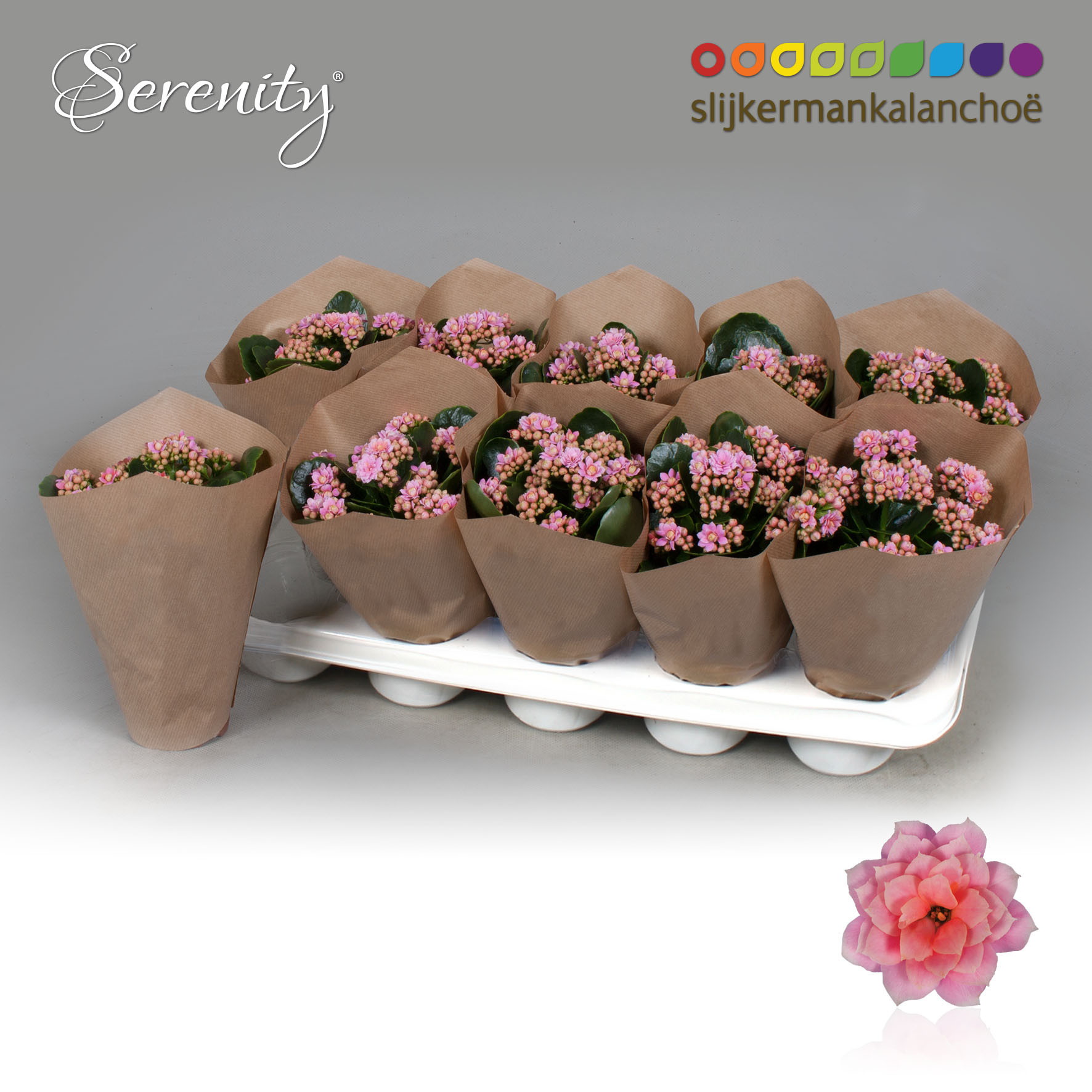 Kalanchoe Papersleeve - Serenity Rosa, D 10,5