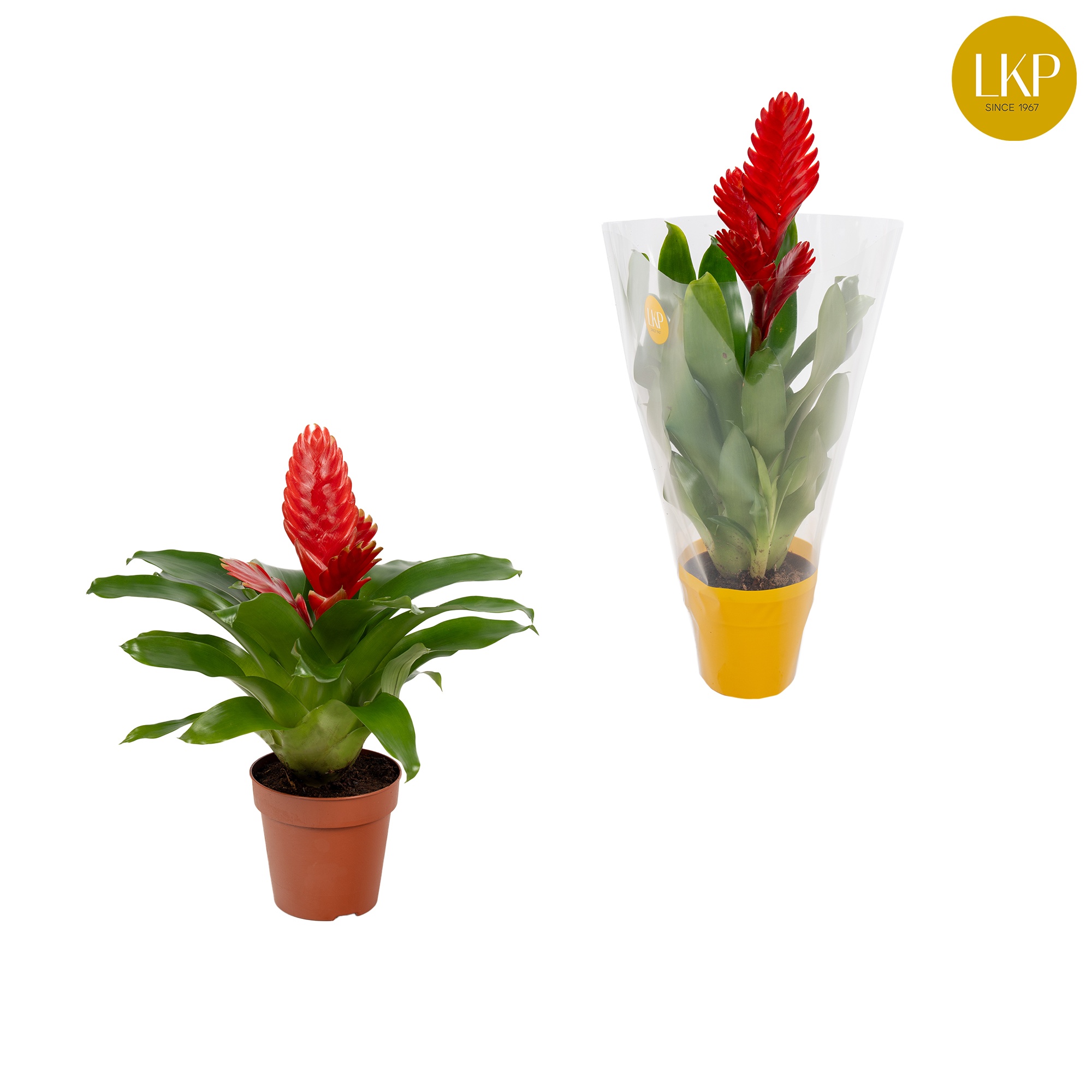 Vriesea Christiane Rood (Met Hoes), D 10,5