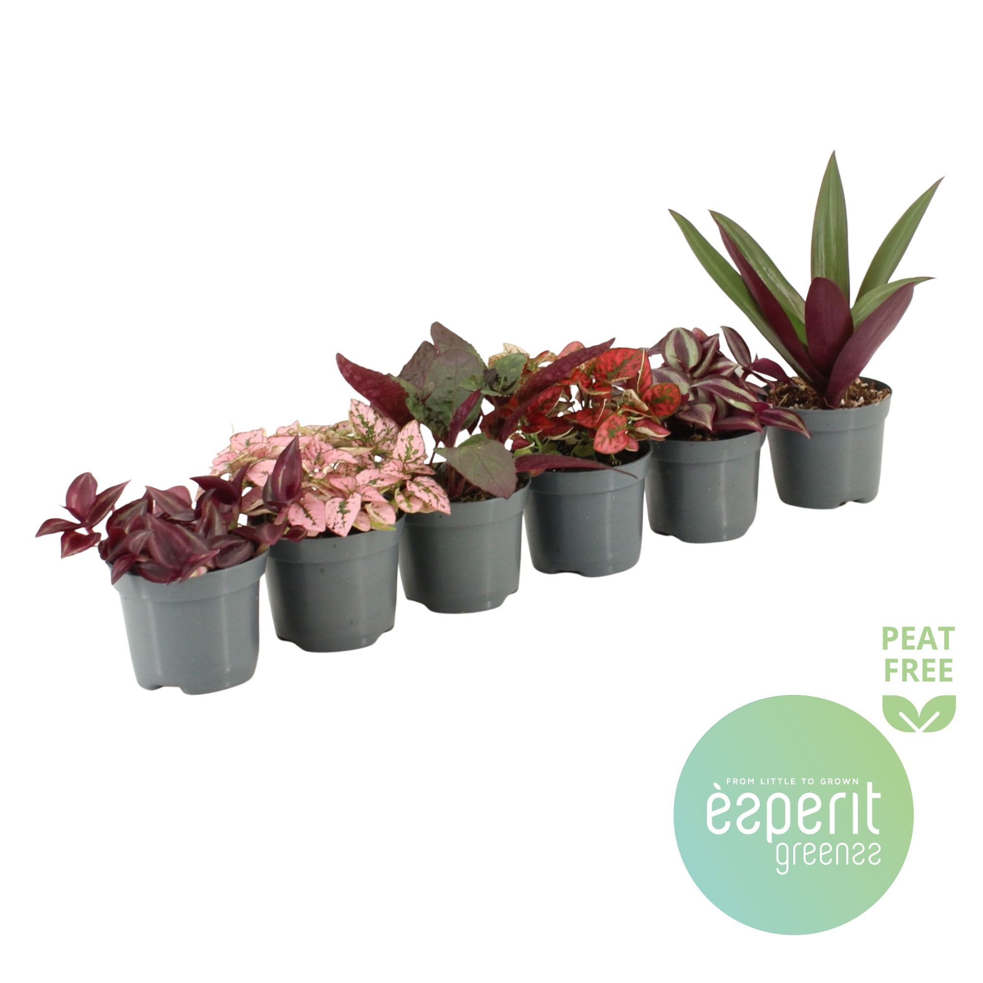 Pink-Purple Mix 4-6 srt., D 8,5