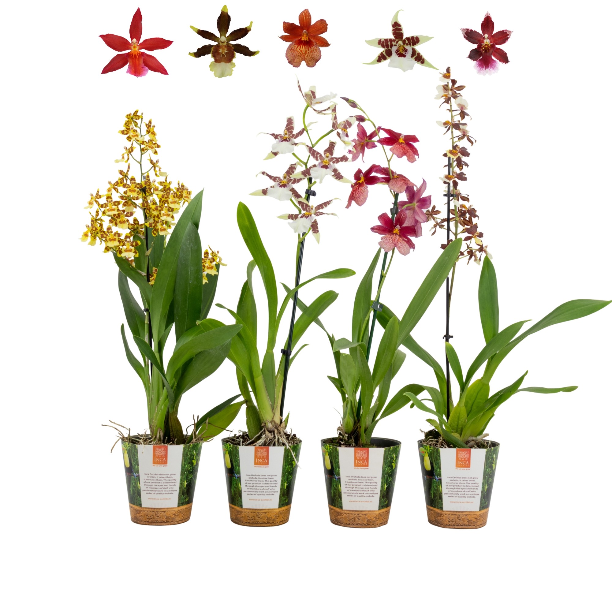 Inca Cambria mix 1 spike in Jungle cover, D 12