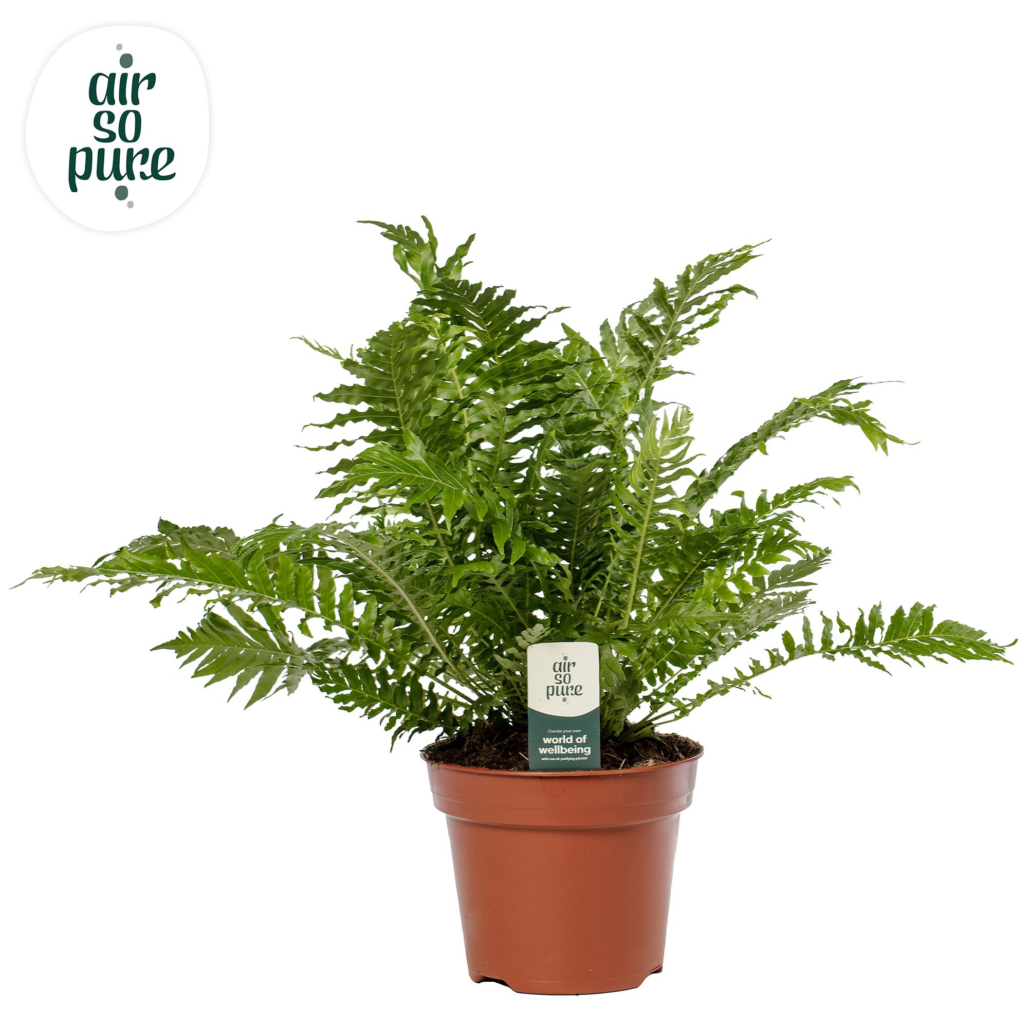 Blechnum Silver Lady - Air So Pure, D 17