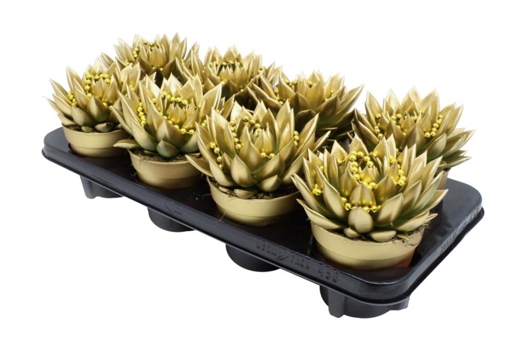 Miranda coloured gold + chain, D 12