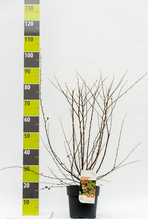 Cotoneaster dielsianus C 4,6, D 23