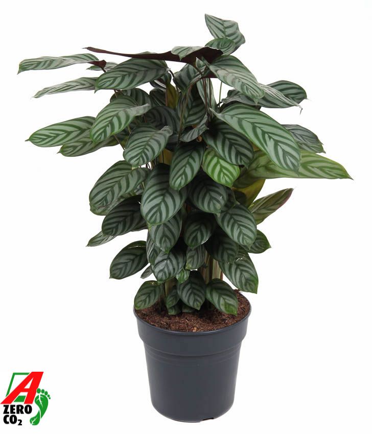 Calathea Green Flag, D 27