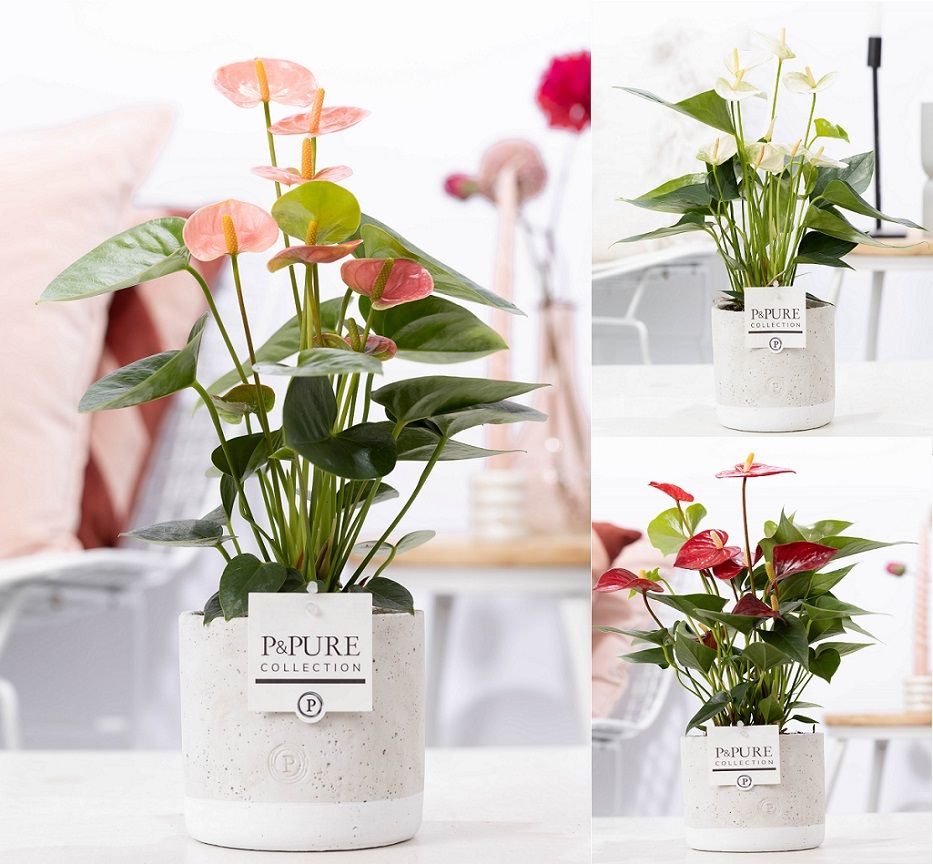 Anthurium mix in P&PURE Jade ceramics, D 12