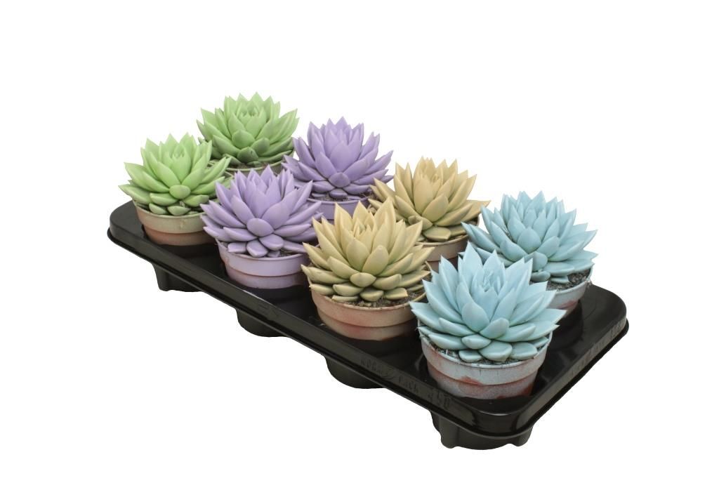 Miranda coloured pastel mix, D 12