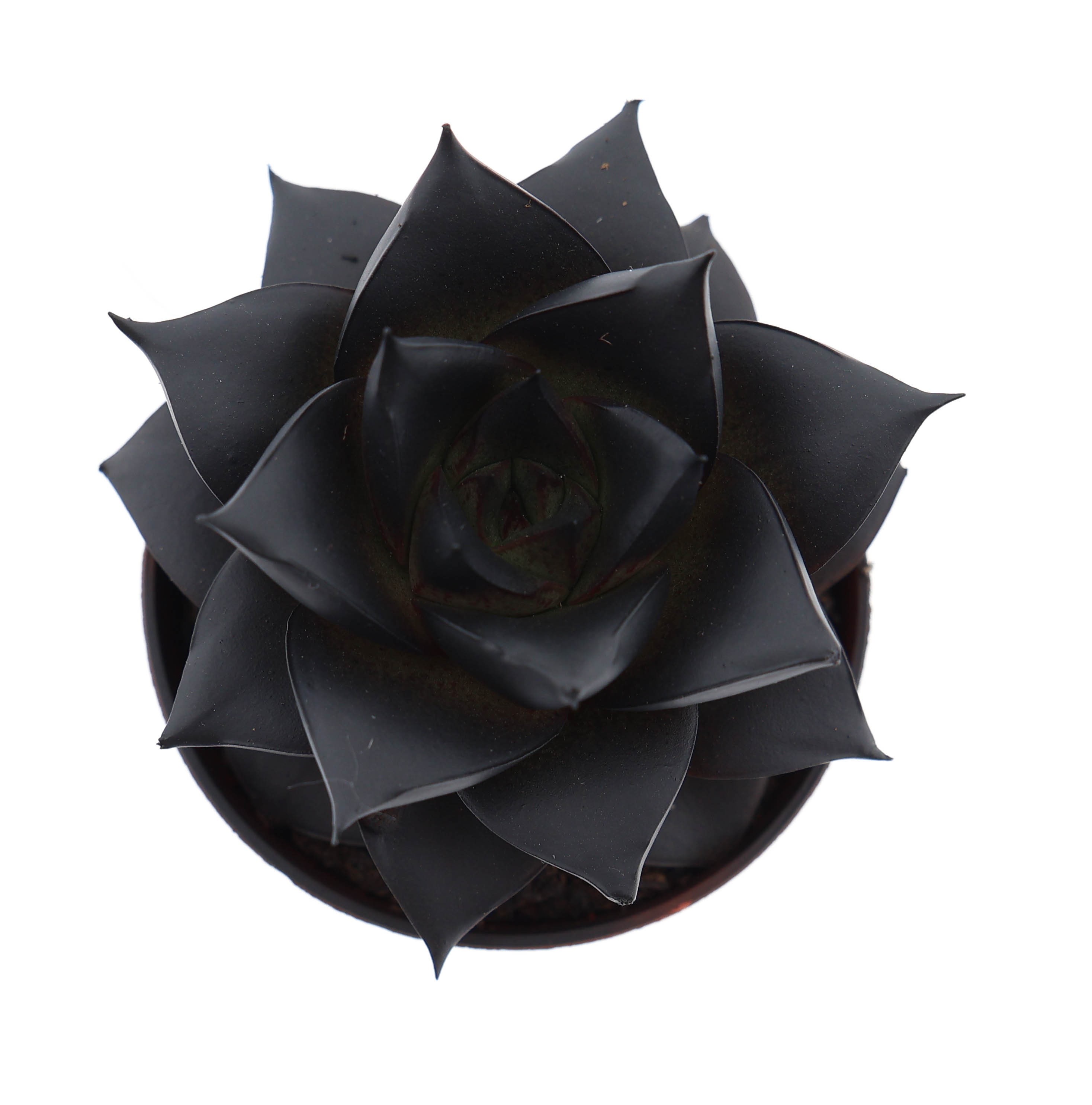 Rainbow purper deep black, D 5,5