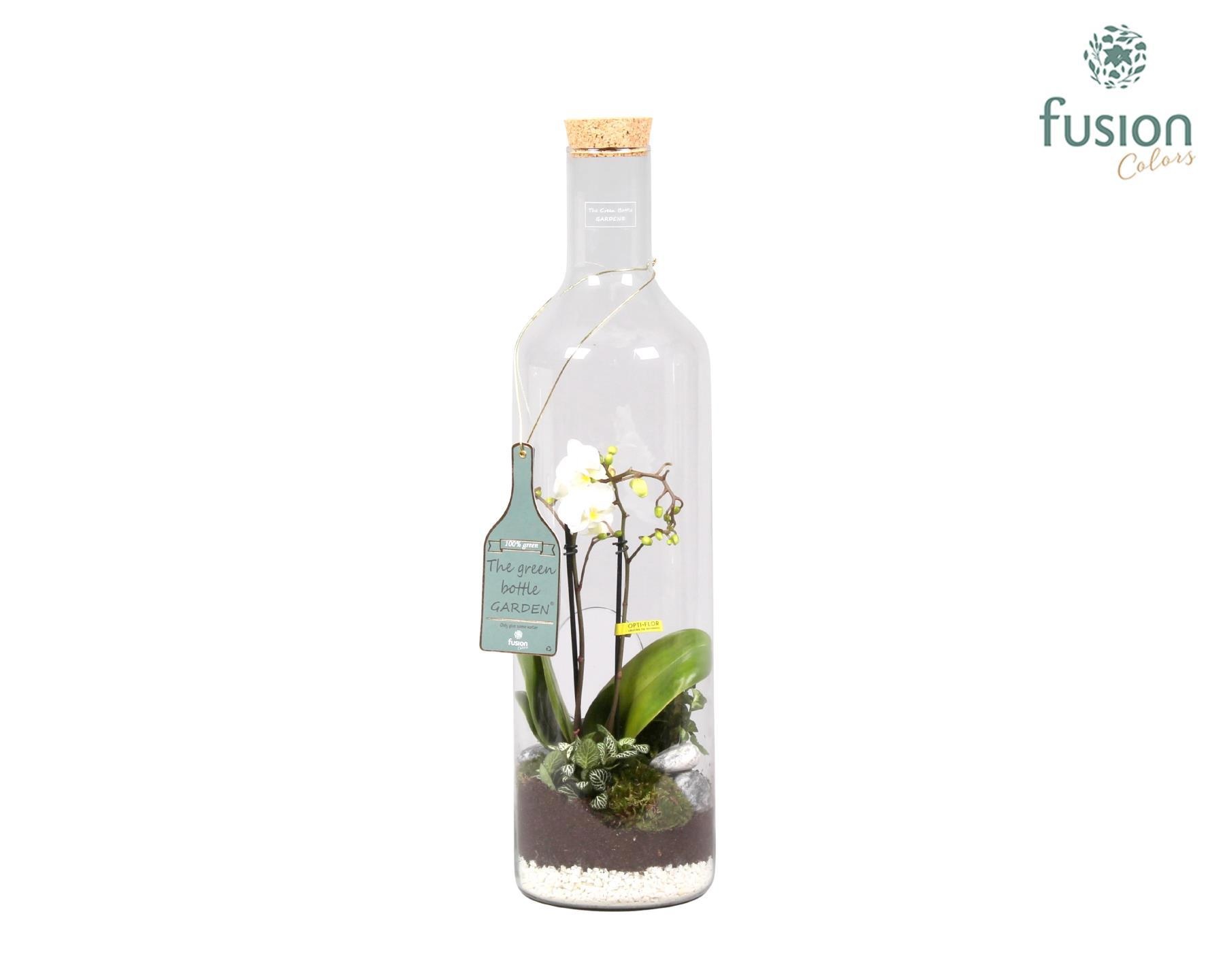 Green Bottle Fles XLarge met Phalaenopsis Arrangement 24 uur levering, D 17
