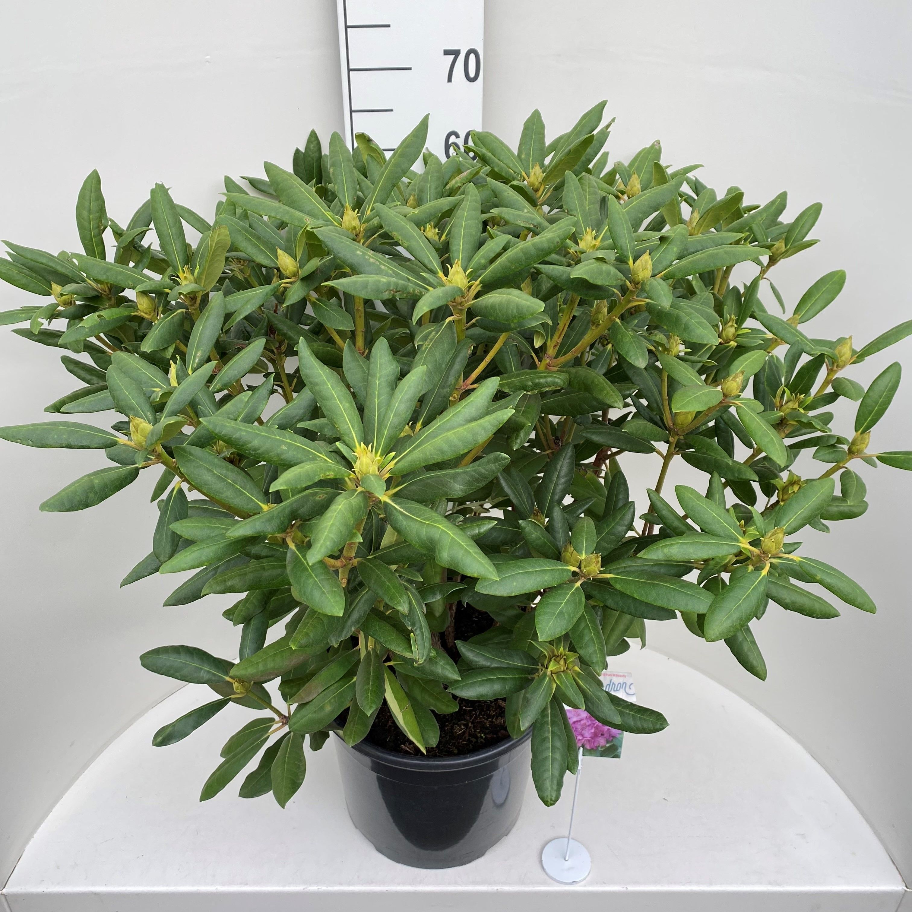 Rhododendron 'Roseum Elegans', D 36