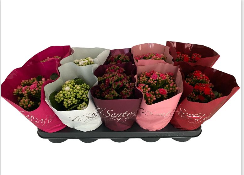 Calandiva 12 cm - Februari MIx 2, D 12