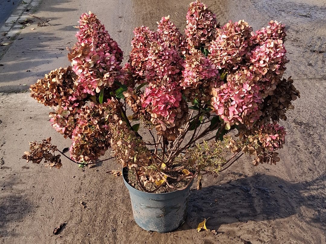 Hydrangea pan. 'Bloody Marie', D 29