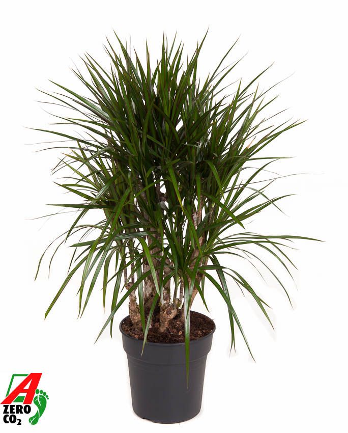 Dracaena Marginata vertakt P24, D 24