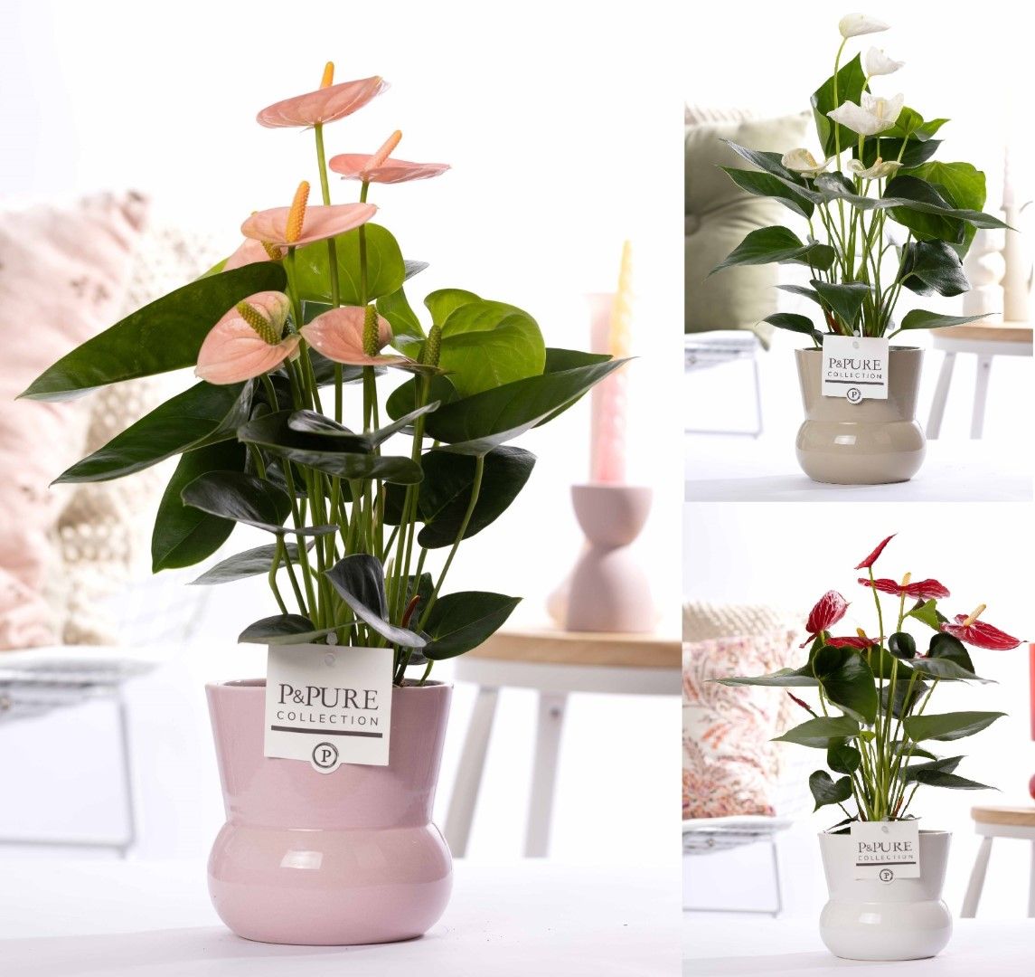 Anthurium mix in P&PURE Plant Vase Maxima ass. 3, D 12