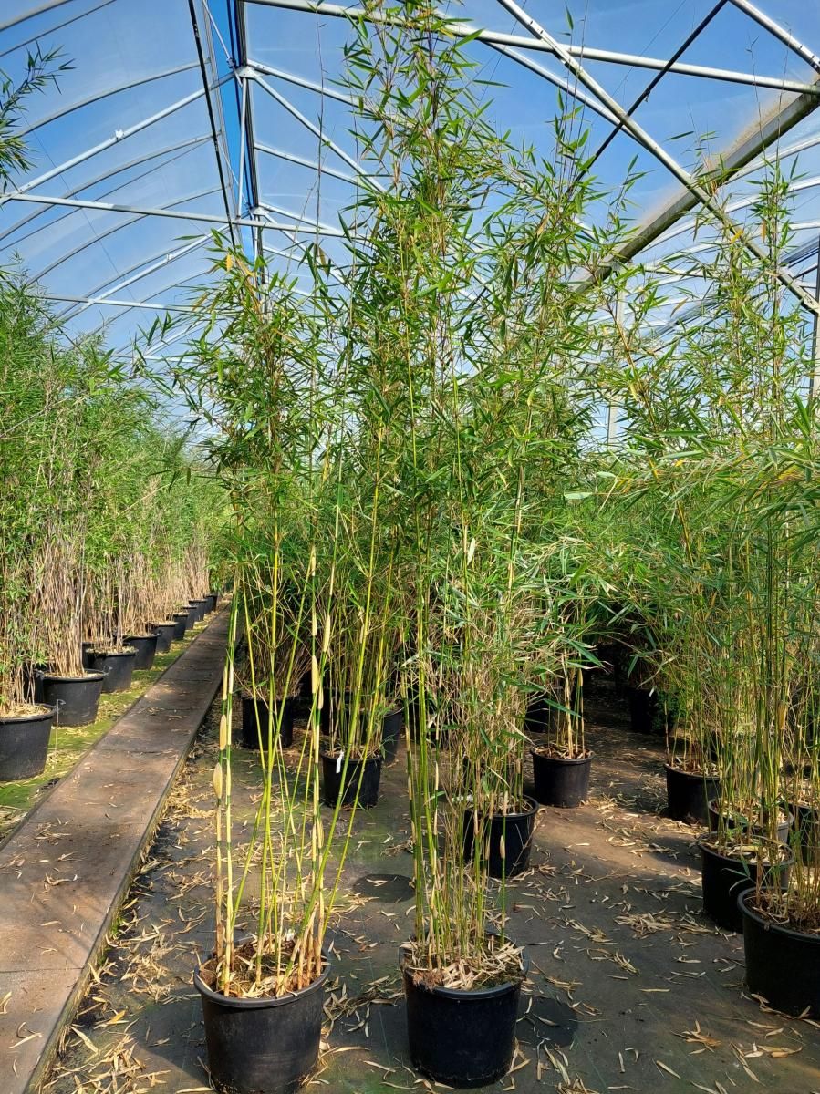 Fargesia robusta 'Campbell', D 33