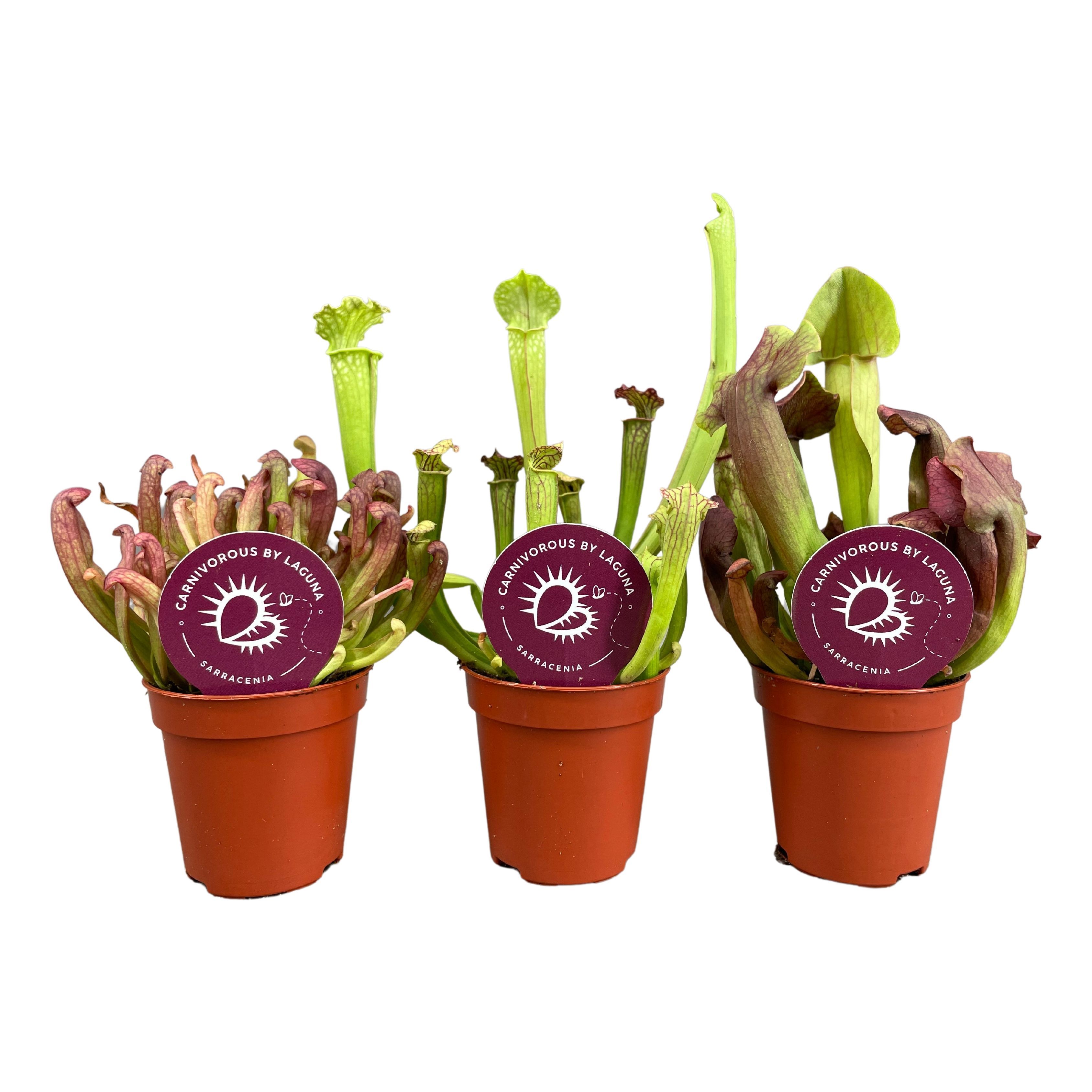 Sarracenia mix 5,5 cm, D 6