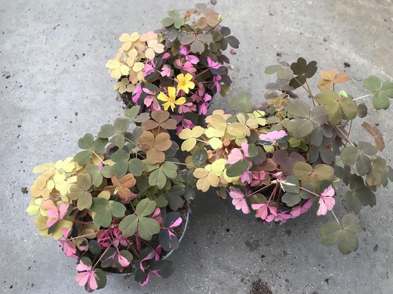 OXALIS VULCANICOLA, D 10