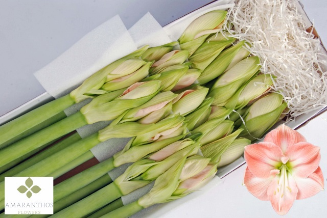 Амарилис Дарлинг (светло-роз.) x18, шт.