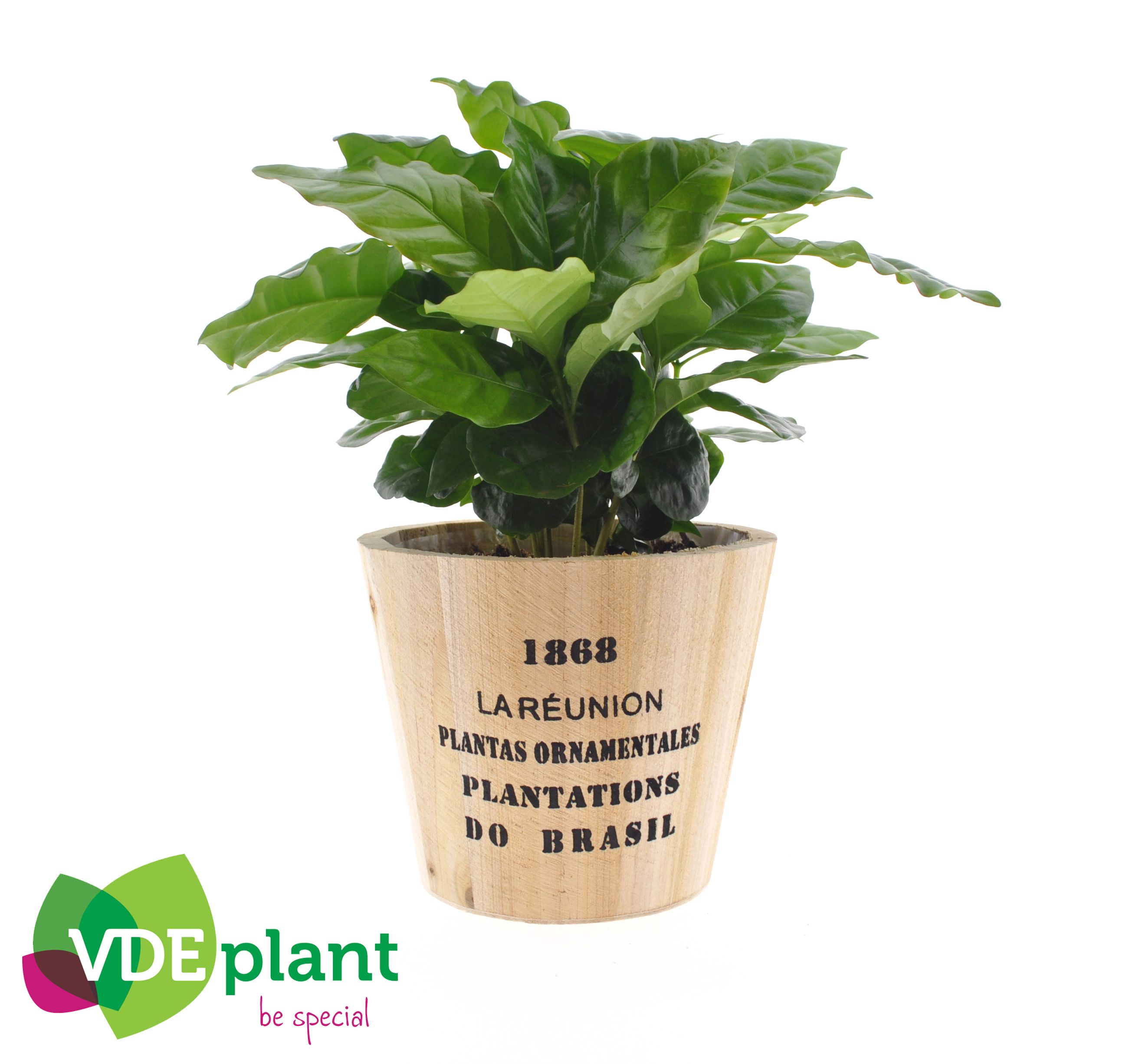 Coffea in Nairobi pot, D 12