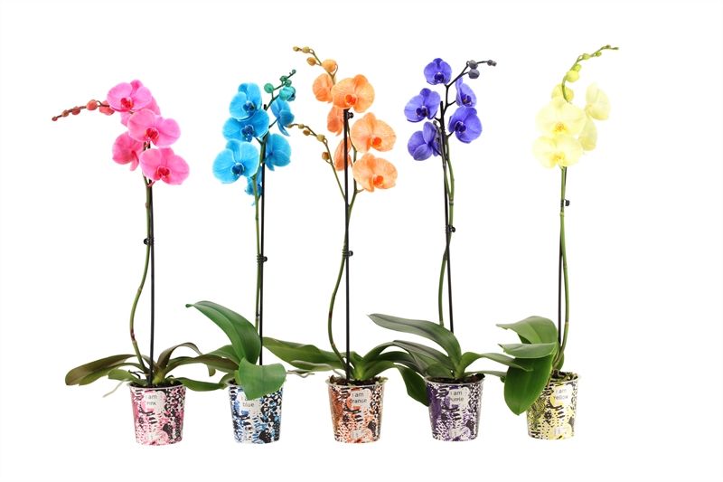 Potcover p12 I am Coloured Phal I am mix 1T09+, D 12