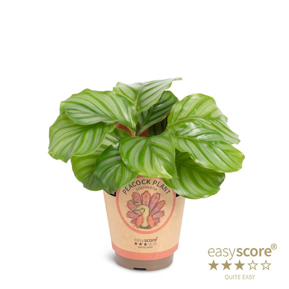 CALATHEA ORBIFOLIA, D 11