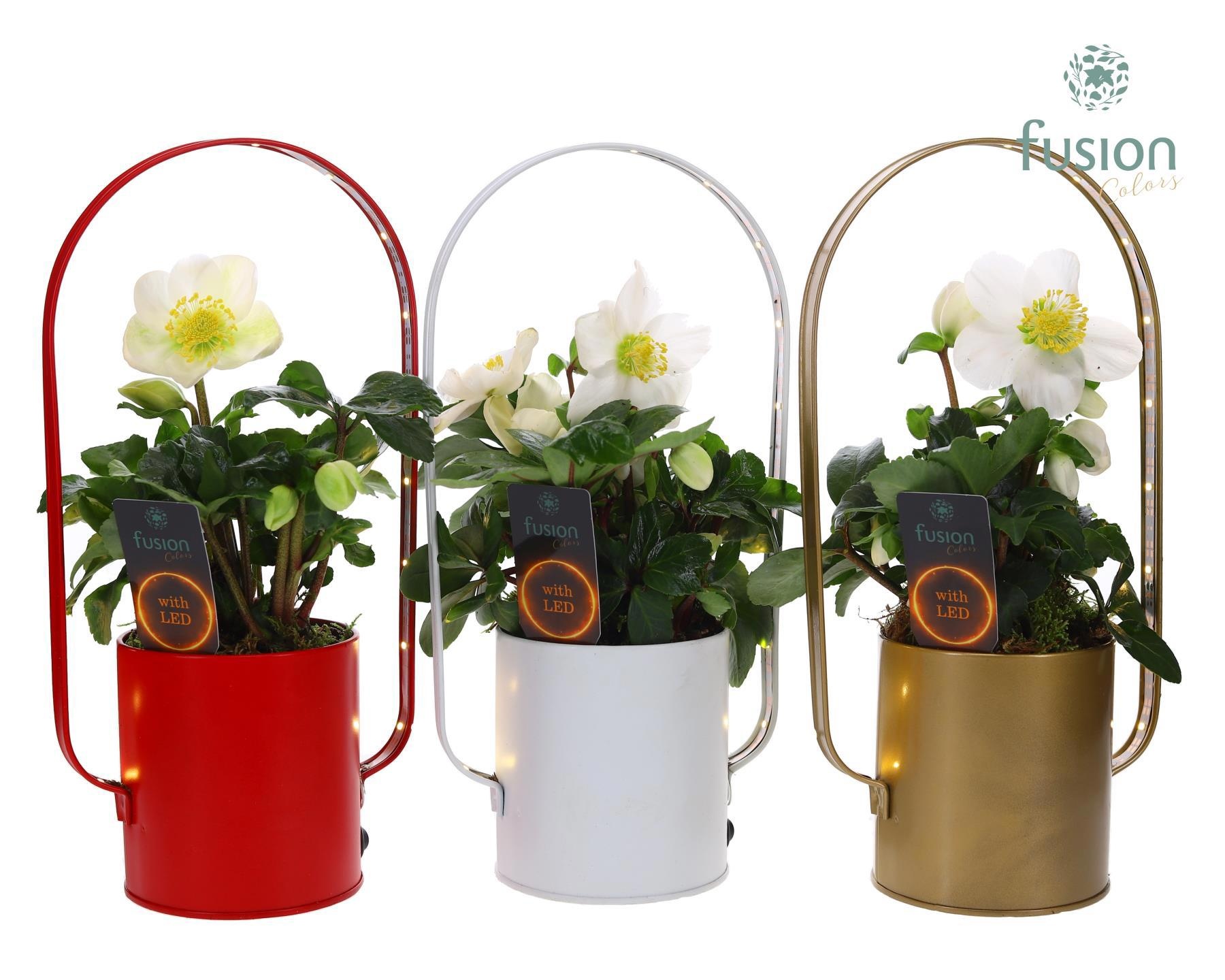 Led planter zink boog kerst met Helleborus, D 9 cm