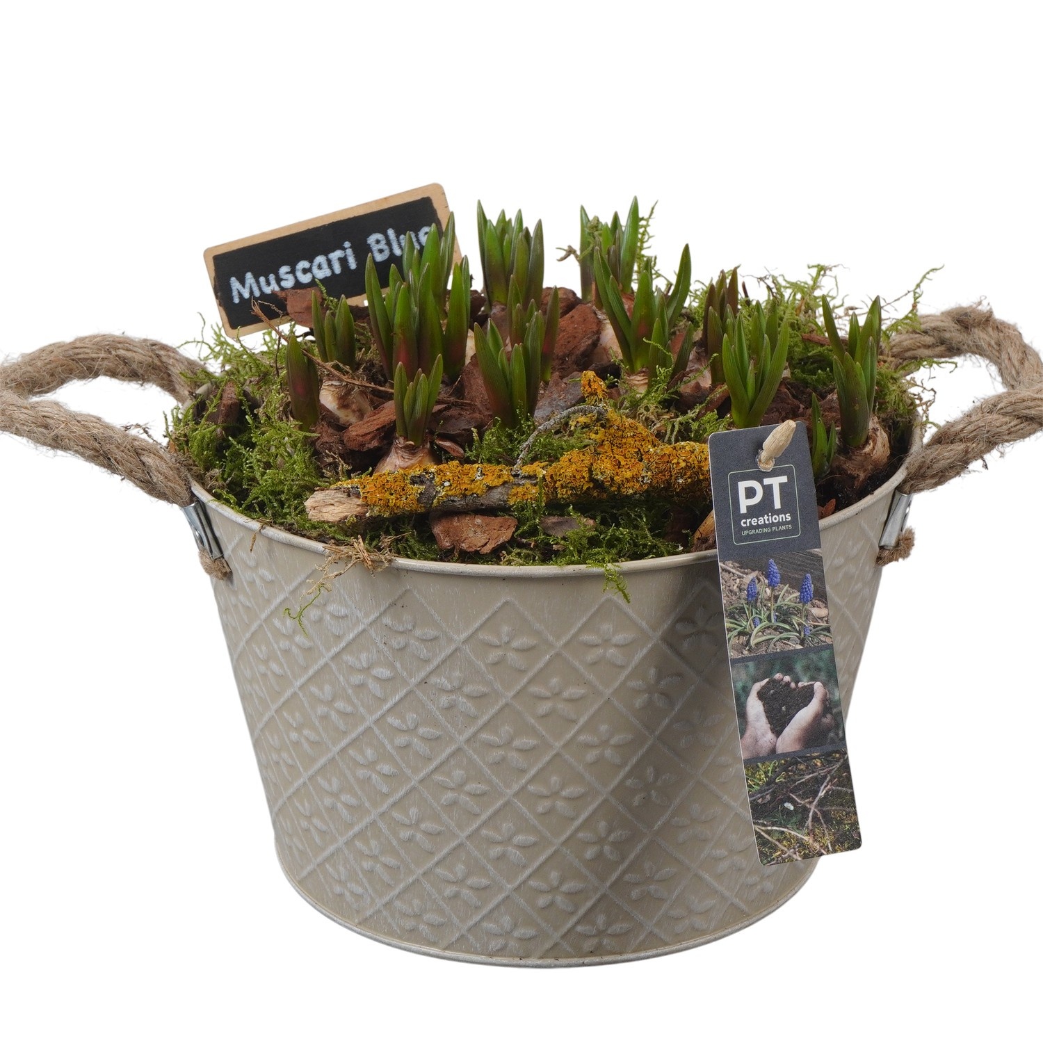 PTMB6148 Arrangement Muscari Blue in zink schaal, D 21