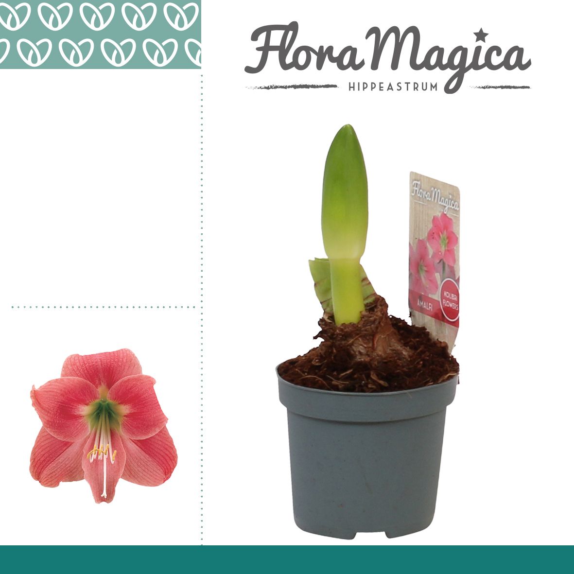 Amaryllis Kolibri Amalfi 2 Knop, D 9