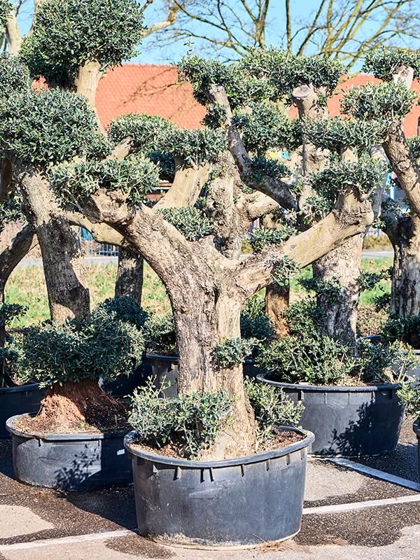 Olea europaea (190-280), D 85