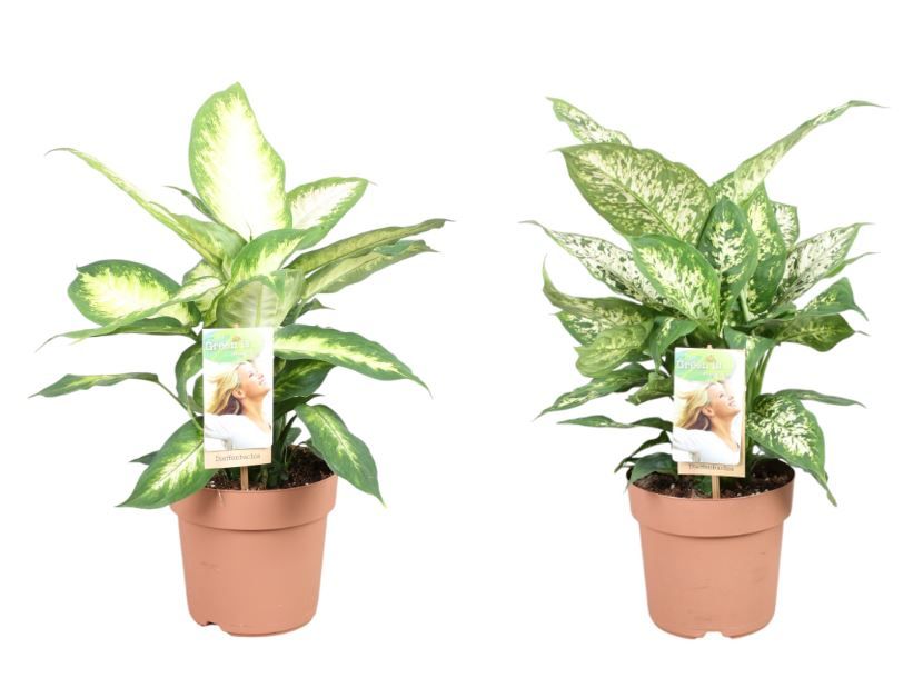 Dieffenbachia gemengd in tray - 2 soorten, D 17