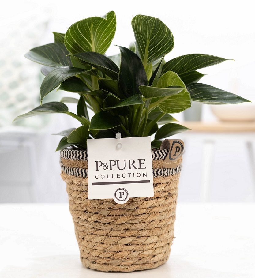 Philodendron White Wave in P&PURE Basket 6, D 12