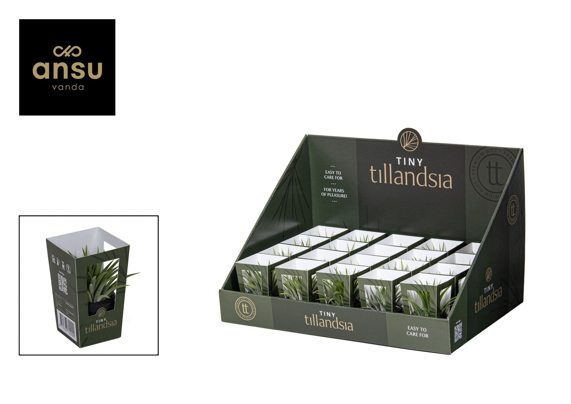 Tiny Tillandsia in zwarte pot, D 6 cm