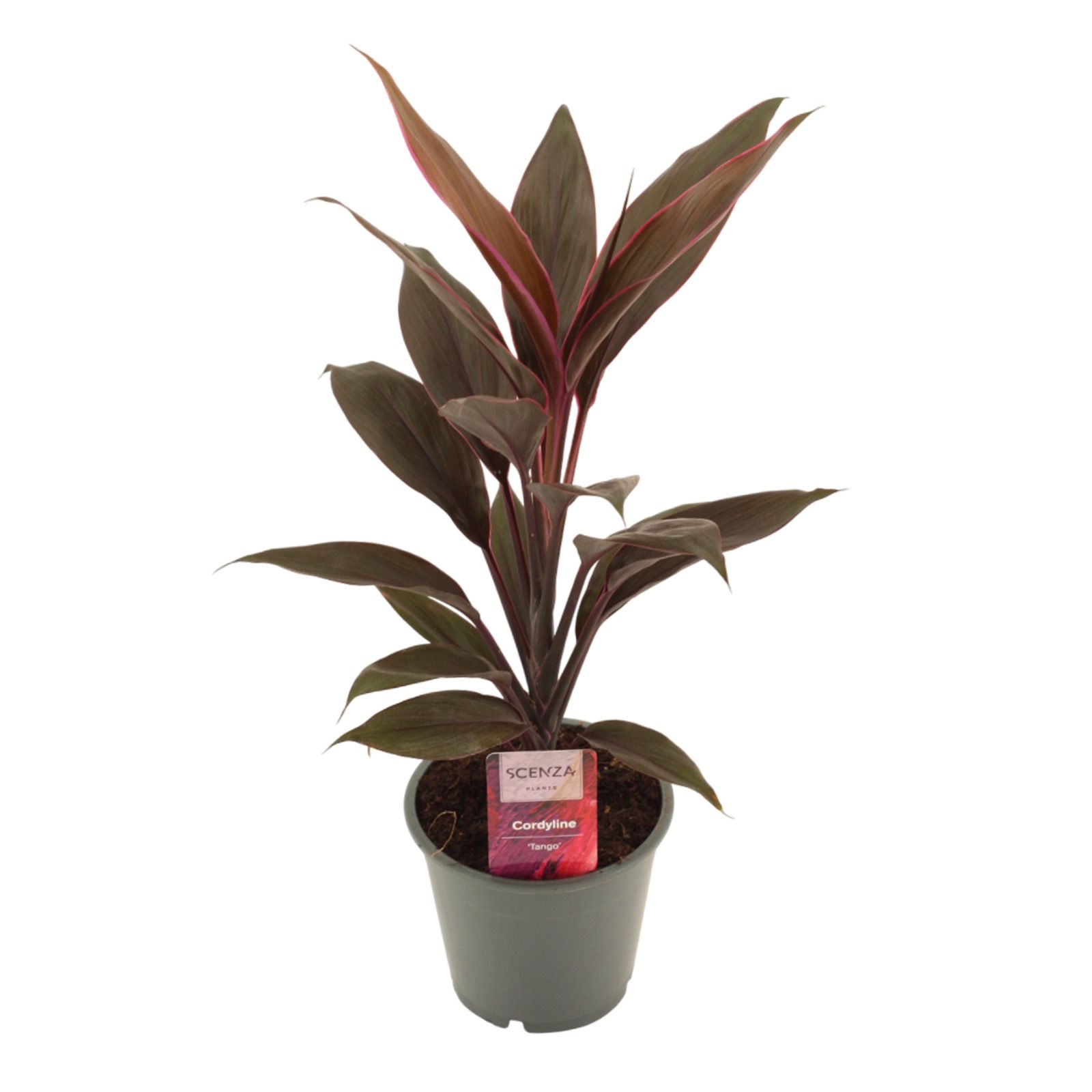Cordyline Tango 12 cm, D 12