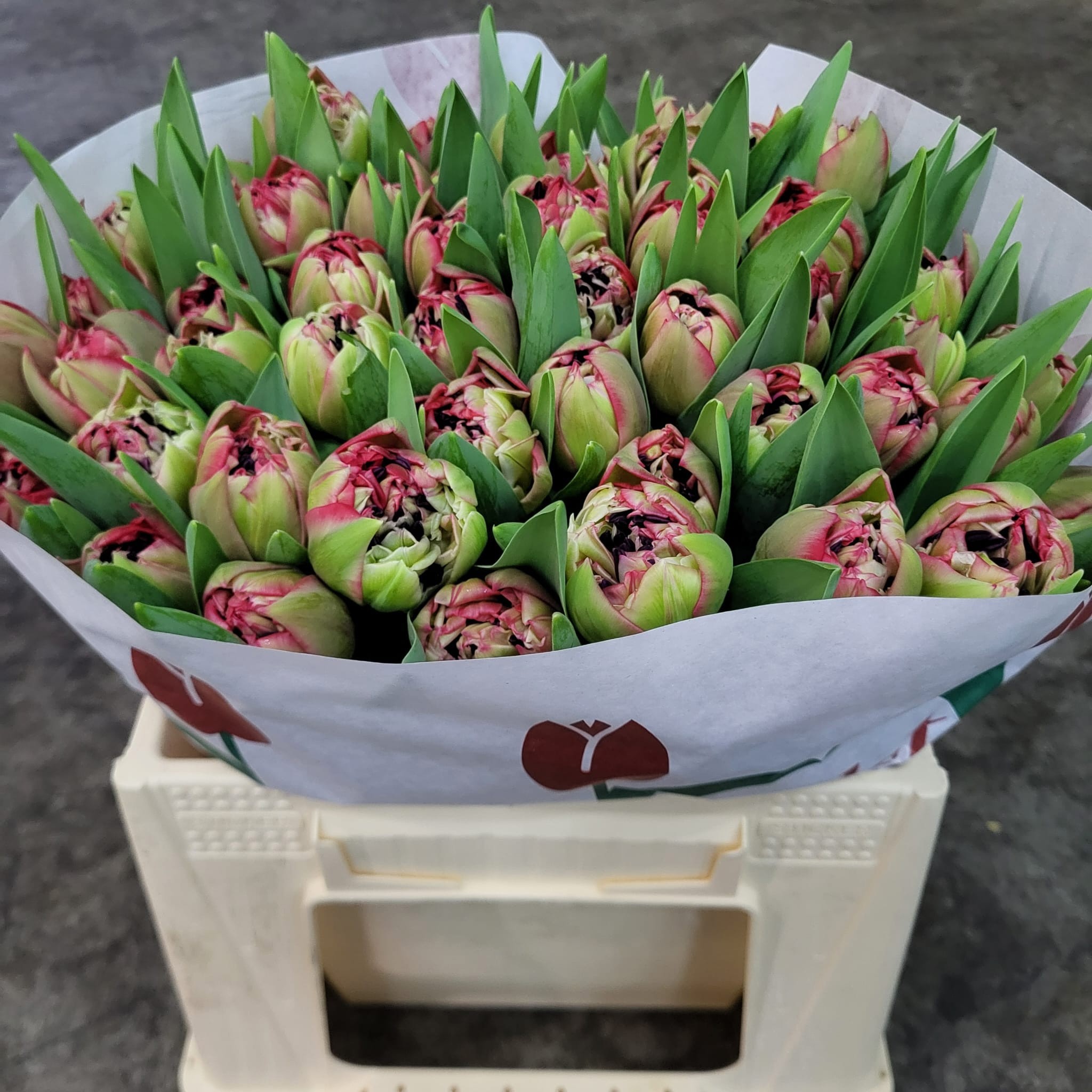 Тюльпан дв. Рэд Вельвет, шт.