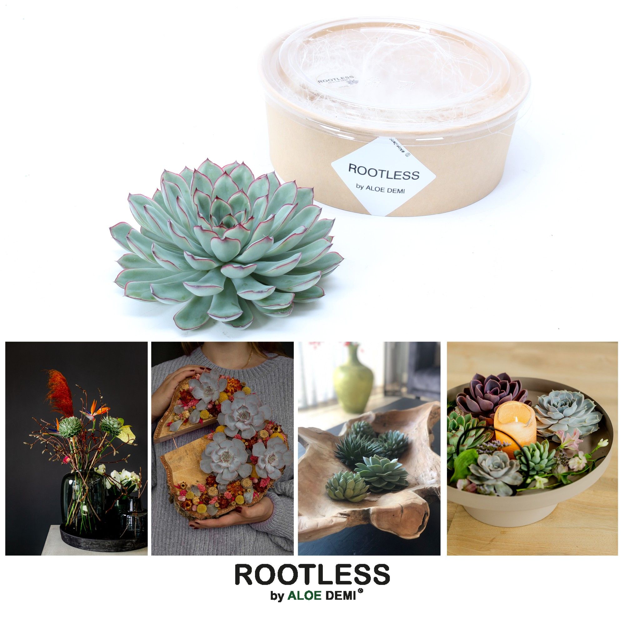 ROOTLESS Echeveria pulidonis 12-14 cm kraft box DIY, D 18 cm