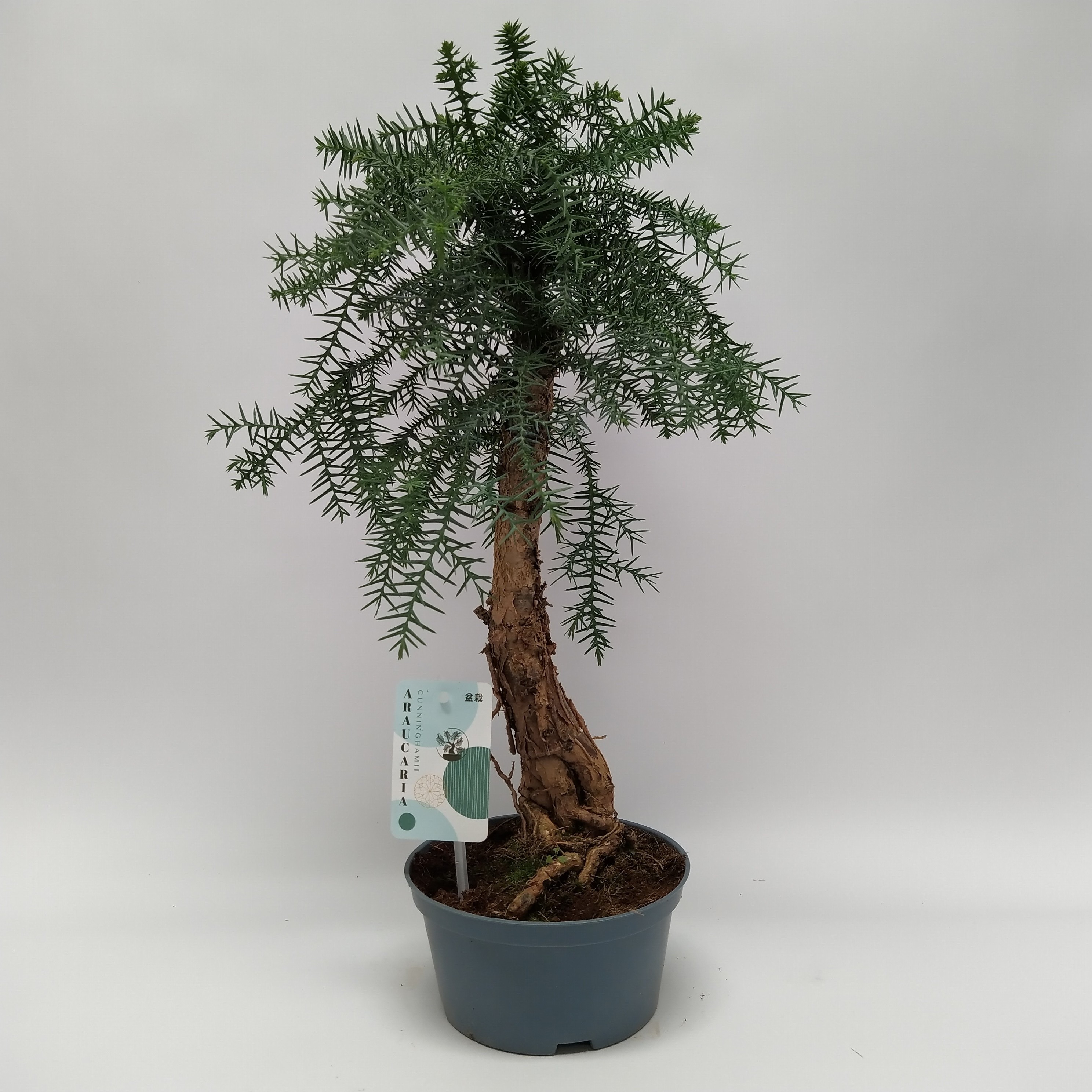 Araucaria Cunninghamii Bonsai teeltpot 16 cm, D 16